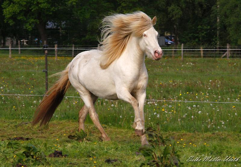 _MG_2805 a.jpg - Enya von Heidmoor